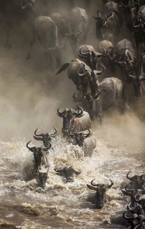 Mara River crossing