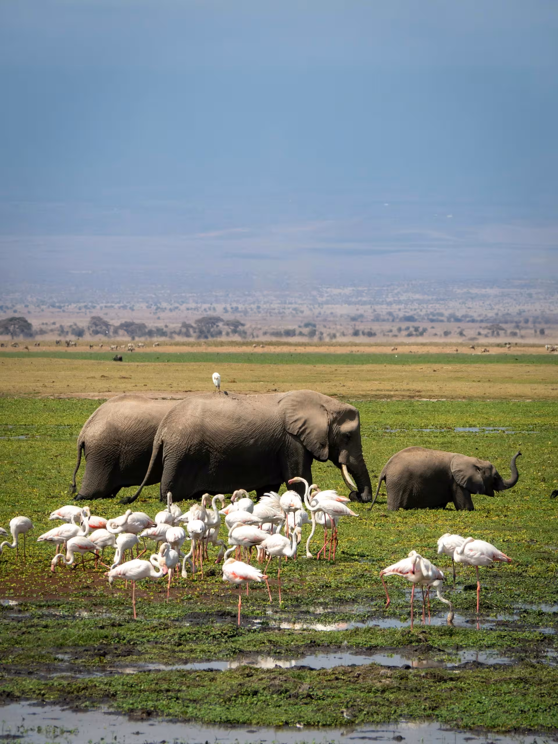 Amboseli
